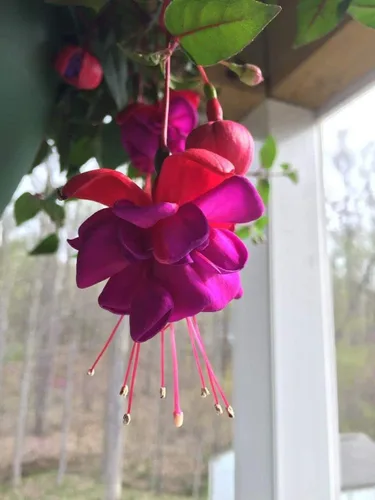 Vista 7 de 100 piezas de semillas de flores fucsias perennes para el hogar, bonsái