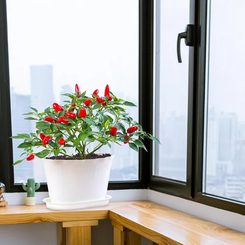 Vista 7 de Oliz Macetas de hierbas, 6 unidades, jardinera de ventana, macetas para plantas suculentas de cactus con bandejas, para decoración del hogar Blanco