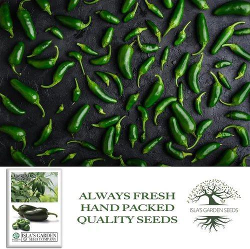 Vista 4 de Semillas de pimientos picantes Jalapeño Tam para plantar, más de 50 semillas tradicionales por paquete, semillas de jardín de Isla