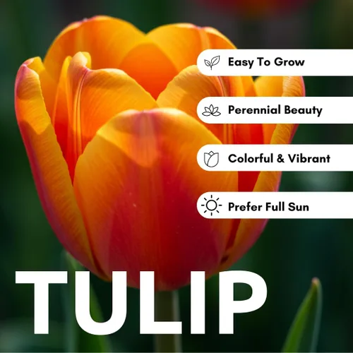 Vista 3 de Daydream Tulip Bulbs to Grow - 20 bombillas - Enviados desde Iowa, Estados Unidos - Tulipanes naranjas vibrantes, galardonados