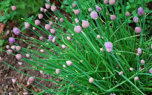 Vista 5 de Cebollino Allium Schoenoprasum Semillas de jardín de hierbas de ajo silvestre para plantar alrededor de 100 semillas