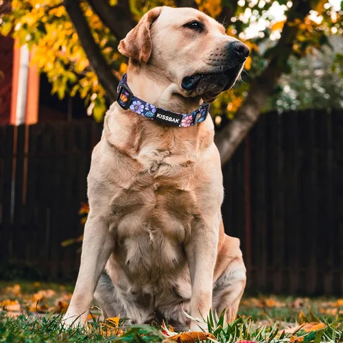 Vista 2 de Collar de perro para perros pequeños y medianos, diseño especial, lindo collar para mascotas, suave, ajustable, elegante, floral, hembra, cachorro