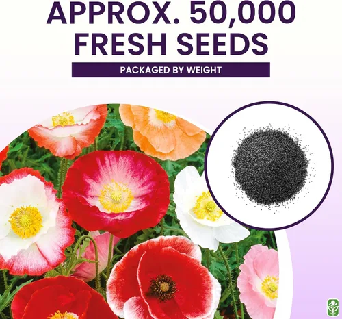 Vista 3 de Shirley - Semillas de amapola para plantar, 50,000 semillas frescas de flores de amapola - Semillas de flores silvestres para plantar en el exterior