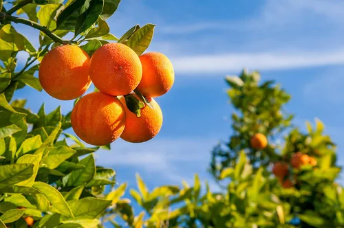 Vista 5 de Baronessa Cali Tarocco - Champú hidratante de naranjas sicilianas para cabello brillante y manejable - 8.6 onzas