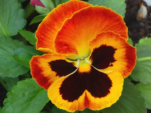 Vista 4 de Flores de Viola Flame Red-Brown Seeds para plantar Semillas Bienales sin OMG 40 Semillas