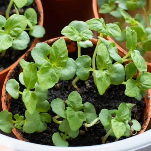 Vista 7 de Seed Needs Green Shiso Seeds to Plant Heirloom Perilla No GMO 5 paquetes
