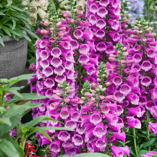 Vista 4 de Semillas Dedalera Española (Digitalis thapsi) Flores perennes gigantes para plantar