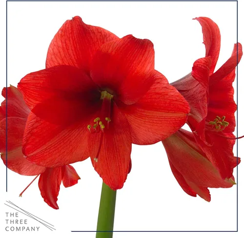 Vista 2 de Bombilla de amarilis encerada, suéter negro decorativo, flores rojas, fácil cuidado, no necesita riego