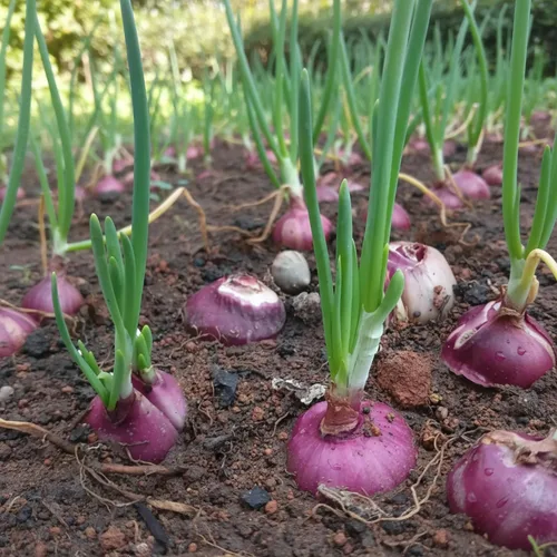 Vista 3 de Semillas de cebolla roja - 500 semillas para plantar - Variedad de verduras de jardín de bulbo redondo