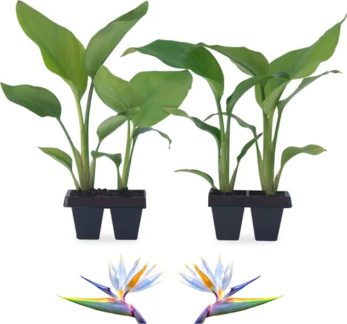 Vista 9 de Bird of Paradise Plants Live (paquete de 4), plantas Strelitzia con flores perennes de naranja (2) y blancas (2), plantas de interior/exterior