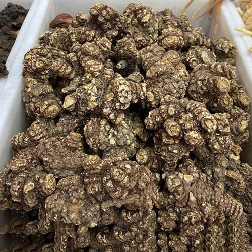 Vista 2 de Rhizoma CHUANXIONG Chuanxiong Ligusticum Chuanxiong Hort Medicina tradicional china Chuanqiong Sichuan Dome, chuanxiong rizoma; Rhizoma Ligustici