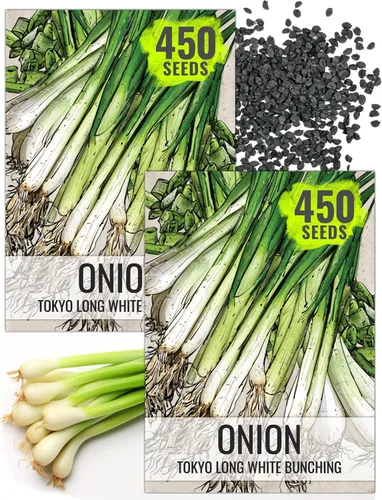 Vista 11 de Seed Needs Semillas de cebolla roja borgoña para plantar reliquia y sin OMG, 1 paquete