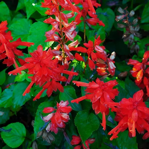 Vista 3 de 50 semillas de flores de salvia escarlata para plantar, semillas de Salvia raras perennes, semillas de agastache de arenisca Arizona sin OMG