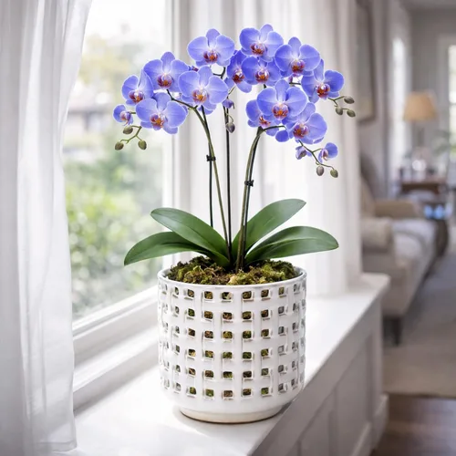 Vista 3 de D'vine Dev Orchid Pot, Clear Pot & Saucer, Smoked White, 6.7 in, 28-A-Y-1 Blanco ahumado