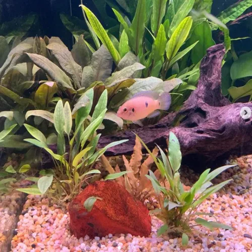 Vista 5 de Cryptocoryne Mioya On Driftwood Planta de acuario vivo Decoraciones tropicales de agua dulce