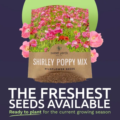 Vista 2 de Shirley - Semillas de amapola - Colores mezclados - Paquete extra grande - Más de 200,000 semillas de flores silvestres polinizadas abiertas sin OMG