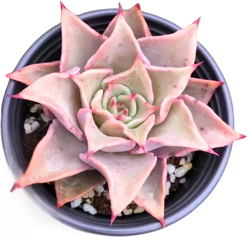 Vista 8 de Echeveria Agavoides Blue Dragon – Planta suculenta viva – 3 pulgadas – Tolerante a la sequía, bajo mantenimiento, perfecta para decoración