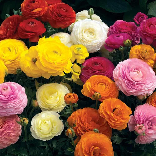 Vista 7 de Outsidepride 20 semillas anuales de ranúnculo persa ranúnculo macé flor semilla mezcla para plantar