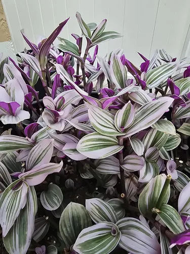 Vista 9 de Pink Wandering Jew Set of 1 Tradescantia Nanouk Live Plants Rooted in 4 inch Pot