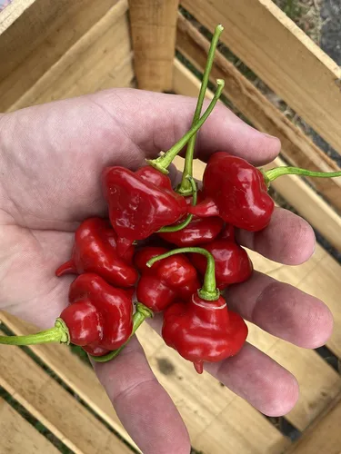 Vista 3 de Aji Cachucha Red Sweet Pepper Semillas prémium para plantar paquete