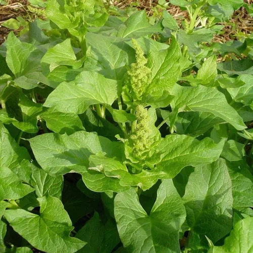 Vista 2 de Palm Beach Medicinal Herbs - Good King Henry (Chenopodium Bonus-henricus) - Paquete de 30 Semillas