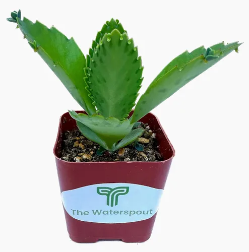 Vista 2 de Mother of Miles Mexican Hat Kalanchoe Diagremontiana - Planta suculenta viva en maceta de 2 pulgadas con tierra totalmente enraizada. Fácil