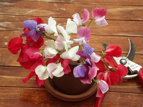 Vista 4 de Semillas Flores Sweet Pea Anual - 10 Semillas
