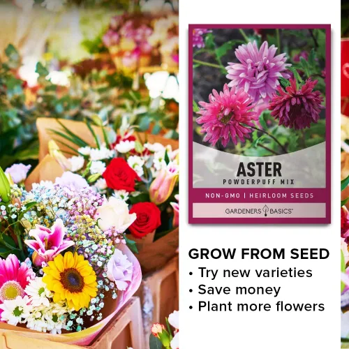 Vista 7 de Gardeners Basics Aster Powderpuff Mix Semillas de flores