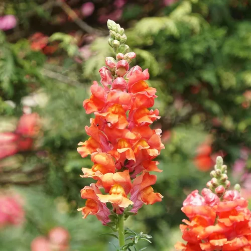 Vista 10 de Eden Brothers Snapdragon Seeds - Manzana