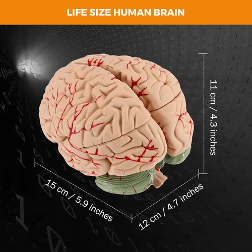 Vista 3 de BEAMNOVA Modelo de cerebro humano con vasos, modelo de anatomía de tamaño real de 8 partes desmontable con imanes, herramienta de enseñanza
