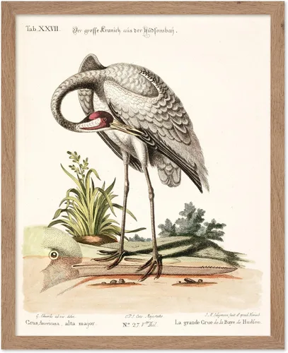 Vista 79 de Poster Master Póster vintage de James Audubon – Impresión retro de amargo americano – Arte de aves de América – Regalo para hombres, mujeres
