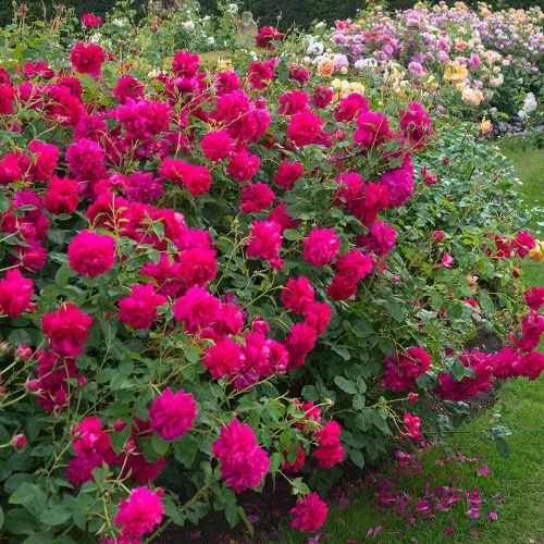 Vista 2 de Rosas arbustivas inglesas de reliquia, planta de raíz propia viva para jardín al aire libre, Thomas à Becket®, muy fragantes, zonas de rusticidad
