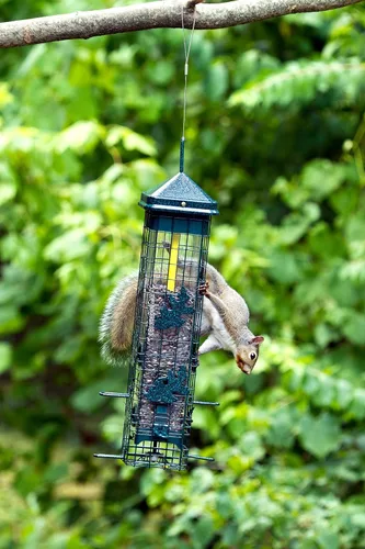 Vista 7 de Brome 2004 Squirrel Solution200 (5.5 x 5.5 x 30 pulgadas) Comedero para pájaros antiardillas con 6 puertos de alimentación, 2 qt/3.4 lb de capacidad
