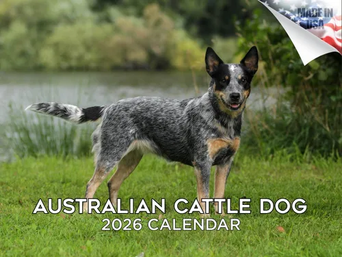 Vista 120 de Calendario de Lebrel Afgano 2025 2026, calendario mensual de pared de raza canina, 12" x 18" abierto, papel grueso sin traspaso, ideal para regalo