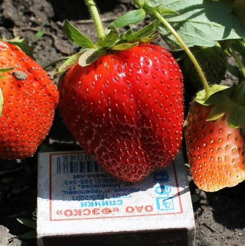 Vista 5 de Semillas Fresca Gigante Fresca Everbearing Bayas Interior Frutas No GMO para Plantar