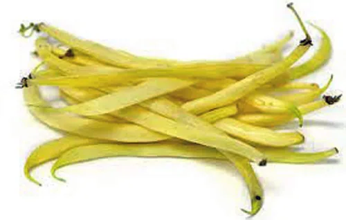 Vista 3 de Frijol, grano de cera dorada, sin OMG, 100 por paquete, frijoles amarillos deliciosos y abundantes.