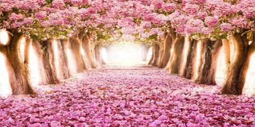 Vista 11 de AOFOTO Fondo de fondo de flores de cerezo de primavera de 5 x 3 pies, flores rosadas, árbol, pétalos florales, boulevard, fondo de fotografía, baby
