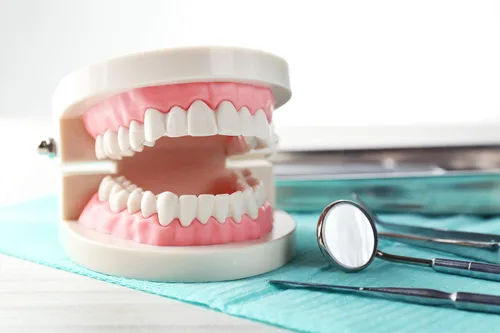 Vista 5 de 1 paquete de modelo de dientes estándar adulto tipodonto para demostración de prótesis dental para niños, enseñanza dental, exhibición limpia