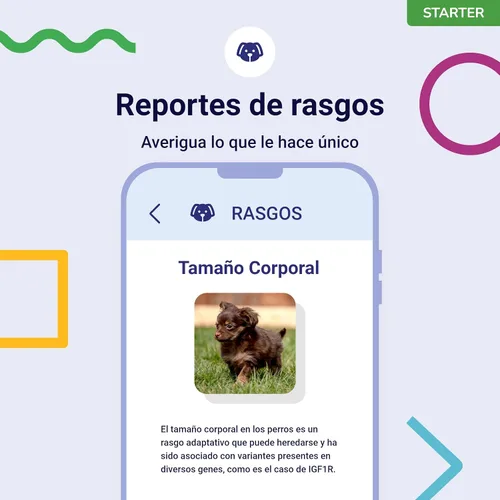 Vista 3 de Prueba de ADN Koko para perros Starter - (Informes de razas y rasgos) - Actualizaciones sin costo