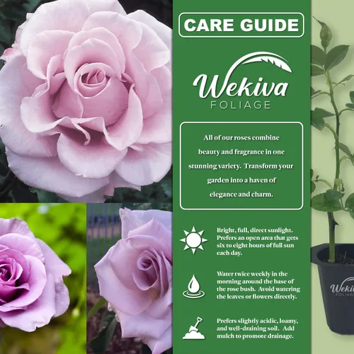 Vista 2 de Lagerfeld Rose Bush - 4 plantas de inicio en macetas de 2 pulgadas - Rosa herencia bellamente fragante de Florida - Una belleza versátil con una