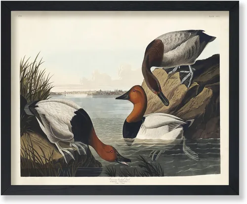 Vista 22 de Poster Master Póster vintage de James Audubon – Impresión retro de amargo americano – Arte de aves de América – Regalo para hombres, mujeres
