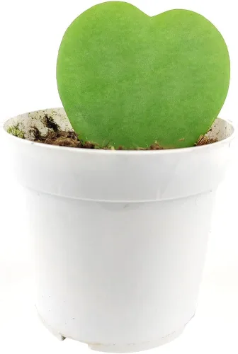 Vista 3 de Epiphyllum Anguliger Fishbone Cactus (4 pulgadas + maceta de plástico), planta de interior saludable y apta para mascotas, fácil de cuidar