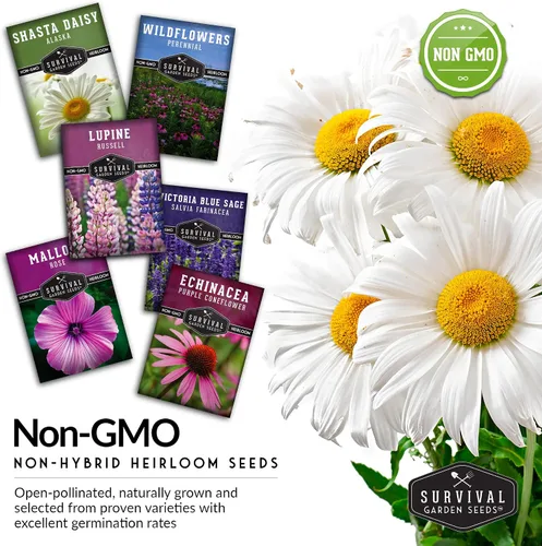 Vista 4 de Survival Garden Seeds Colección de flores perennes, margarita Shasta, equinácea, altramuz Russell, malva rosa, salvia azul y mezcla de flores