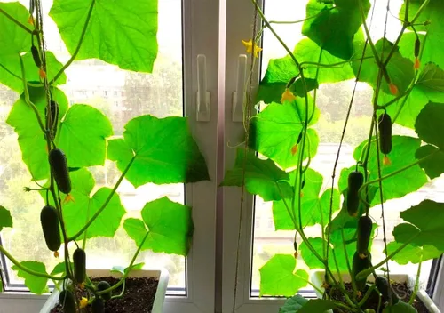 Vista 3 de Semillas de pepino de interior F1 Semillas para plantar en interiores Planta anual de 10 semillas