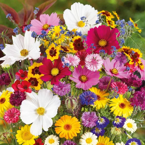 Vista 16 de Eden Brothers Zinnia Seeds - Mezcla de California Giants, semillas sin OMG para plantar, 5 libras Semillas de flores de bajo mantenimiento