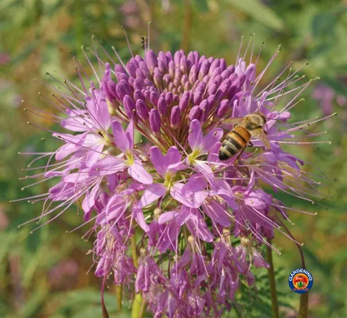 Vista 3 de 250 Semillas de flores de abeja de las Montañas Rocosas Cleome serrulata