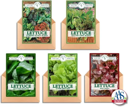 Vista 7 de Park Seed Batavian Full Heart Endive & Chicory Lechuga Mezcla de Semillas - Variedad nutritiva de Escarole con corazones blanqueados cremosos, ideal
