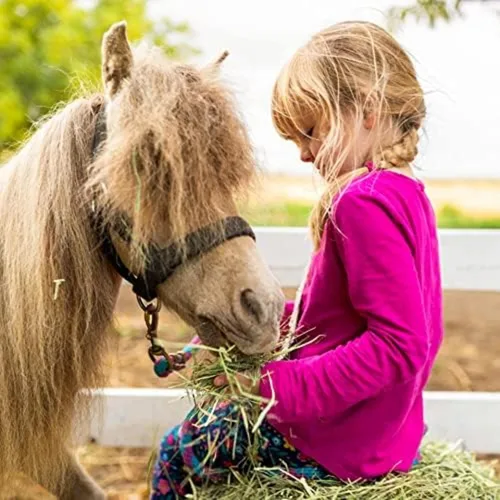 Vista 9 de Blue Mountain Hay Heno de alfalfa orgánica para mascotas pequeñas, alimento