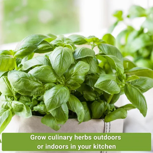 Vista 3 de Sow Right Seeds - Colección de 5 semillas de hierbas para plantar - Albahaca genovesa, cebollino, cilantro, perejil italiano y eneldo para plantar