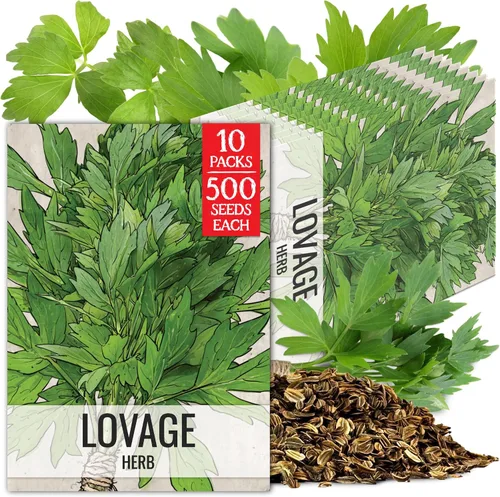 Vista 10 de Seed Needs Semillas de apio para plantar hierbas culinarias tradicionales sin OMG, 2 paquetes